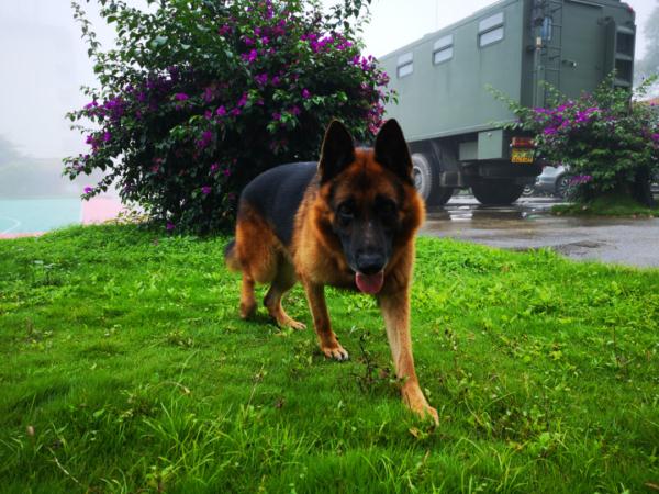 退役警犬去世，训导员雨中哽咽告别……