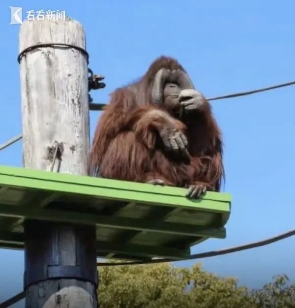 上海野生动物园，一猩猩爬上高空绳索疑似"越狱"？
