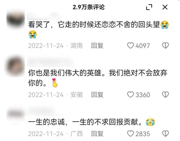 退役警犬去世，训导员雨中哽咽告别……