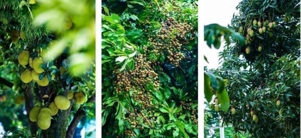 在这里，实现“水果自由”！