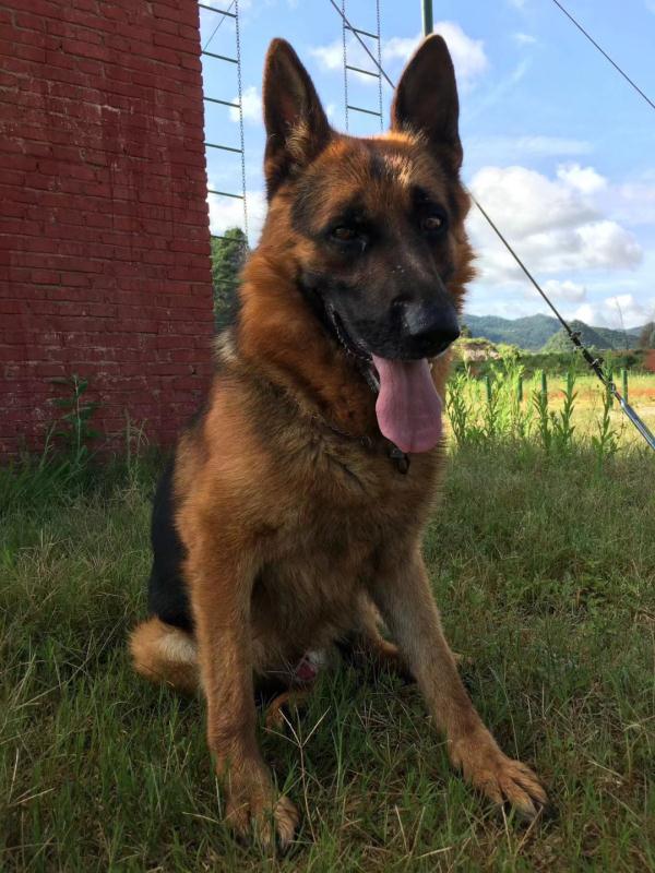 退役警犬去世，训导员雨中哽咽告别……