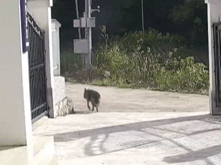 退役警犬去世，训导员雨中哽咽告别……