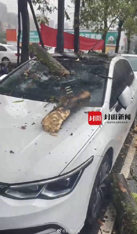 危险！女子刚下车挡风玻璃被树枝砸穿
