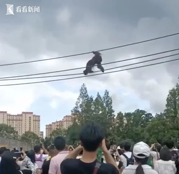 上海野生动物园，一猩猩爬上高空绳索疑似"越狱"？