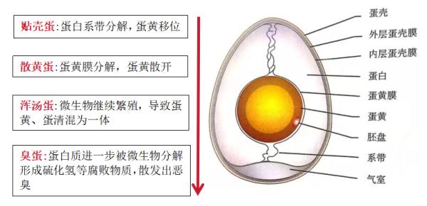 “坏蛋”是怎么炼成的？延缓“坏蛋”小秘诀一起学起来