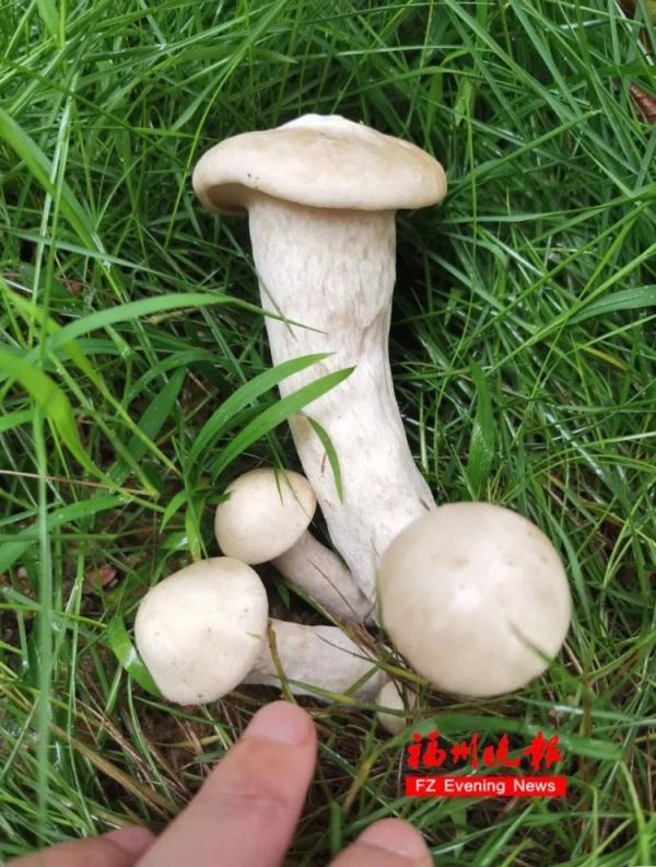 别好奇!福州女孩吃网红美食,中毒了! 别好奇!福州女孩吃网红美食,中毒了!