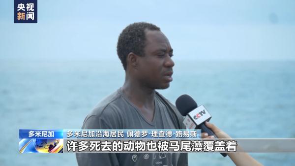 马尾藻过度繁殖 多米尼加生态旅游业受损 马尾藻过度繁殖 多米尼加生态旅游业受损