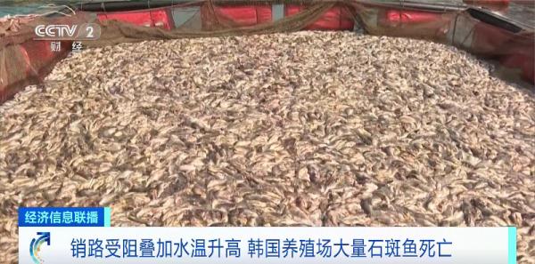 大量死亡，价格暴跌！“受日本福岛核污染水排海影响”……