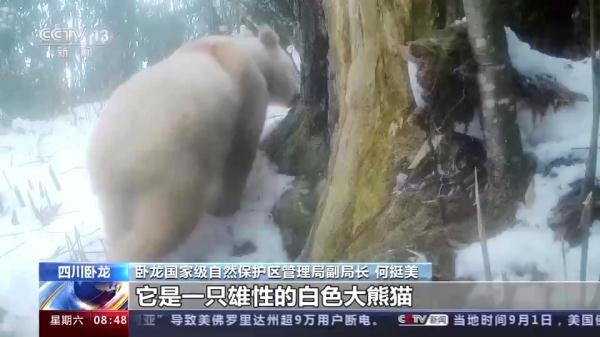 “卸了妆”的国宝竟然是个boy?我国首只白色野生大熊猫最新研究来了 “卸了妆”的国宝竟然是个boy?我国首只白色野生大熊猫最新研究来了