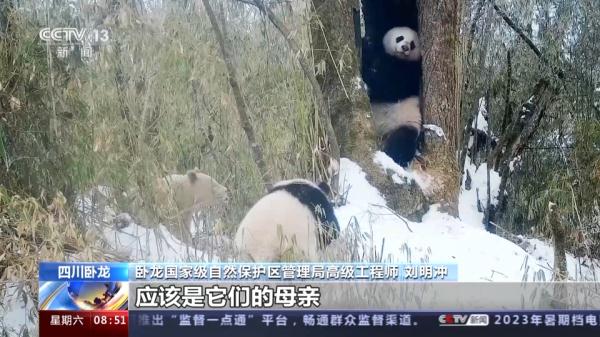 “卸了妆”的国宝竟然是个boy?我国首只白色野生大熊猫最新研究来了 “卸了妆”的国宝竟然是个boy?我国首只白色野生大熊猫最新研究来了