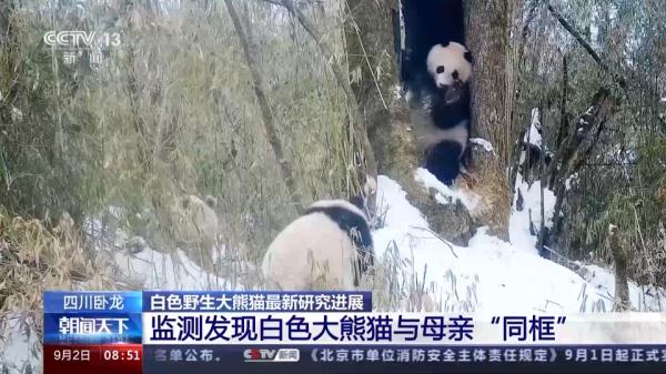 “卸了妆”的国宝竟然是个boy?我国首只白色野生大熊猫最新研究来了 “卸了妆”的国宝竟然是个boy?我国首只白色野生大熊猫最新研究来了