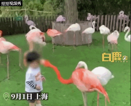 疑似啄到眼睛,上海一儿童被火烈鸟攻击?网友吵翻 疑似啄到眼睛,上海一儿童被火烈鸟攻击?网友吵翻