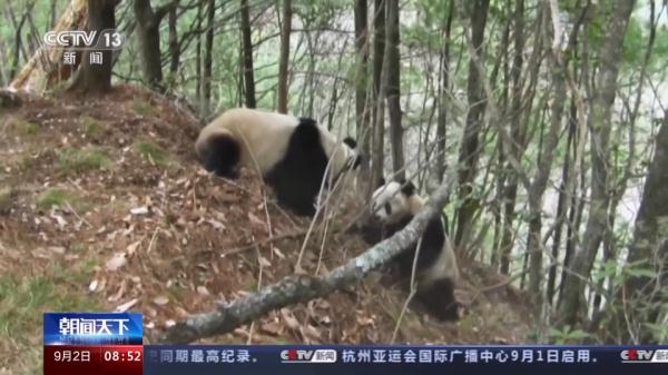 “卸了妆”的国宝竟然是个boy?我国首只白色野生大熊猫最新研究来了 “卸了妆”的国宝竟然是个boy?我国首只白色野生大熊猫最新研究来了