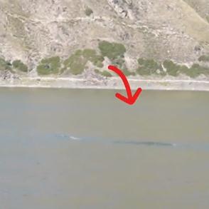 湖里出现“15米长银色水怪”？知名景区回应