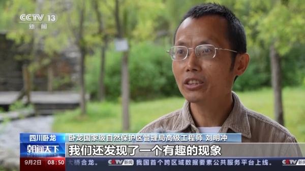 “卸了妆”的国宝竟然是个boy?我国首只白色野生大熊猫最新研究来了 “卸了妆”的国宝竟然是个boy?我国首只白色野生大熊猫最新研究来了