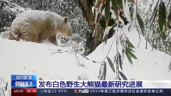“卸了妆”的国宝竟然是个boy?我国首只白色野生大熊猫最新研究来了 “卸了妆”的国宝竟然是个boy?我国首只白色野生大熊猫最新研究来了