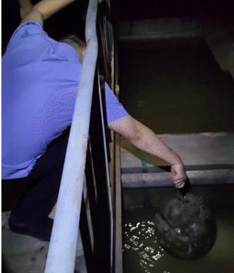 “我可不敢乱碰！”浙江男子捡到一个蓝色血液的大家伙
