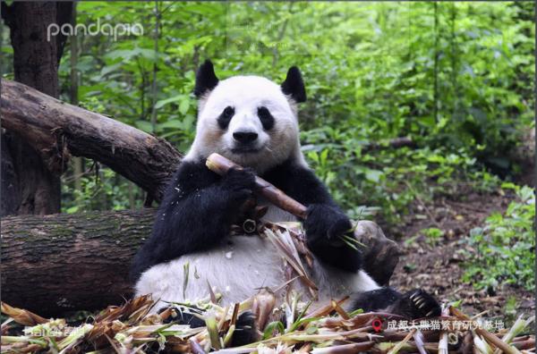 痛惜！大熊猫“花花”母亲离世，终年23岁