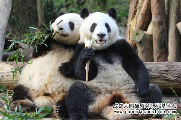 大熊猫“成功”猝然离世，网友伤心：“花花”没有妈妈了