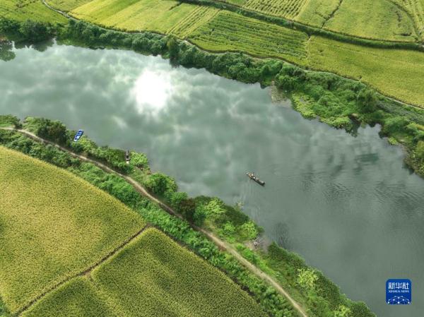 贵州锦屏:稻谷飘香 贵州锦屏:稻谷飘香