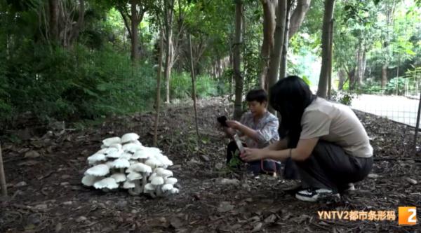 重约15公斤！云南一地又发现“巨型蘑菇”，味道……