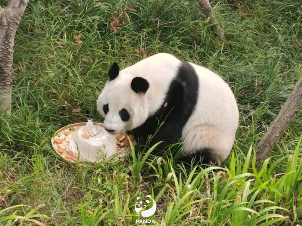 大熊猫“成功”猝然离世，网友伤心：“花花”没有妈妈了