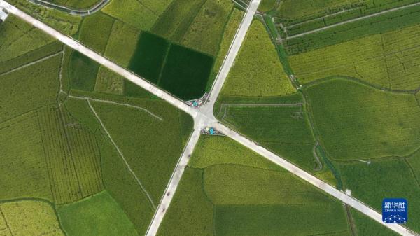 贵州锦屏:稻谷飘香 贵州锦屏:稻谷飘香