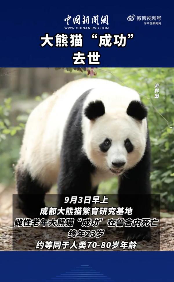 “花花”妈妈，大熊猫“成功”离世