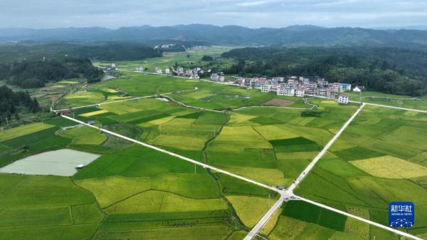 贵州锦屏:稻谷飘香 贵州锦屏:稻谷飘香