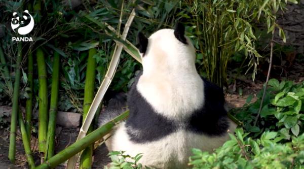 大熊猫“成功”猝然离世，网友伤心：“花花”没有妈妈了