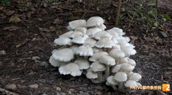 重约15公斤！云南一地又发现“巨型蘑菇”，味道……