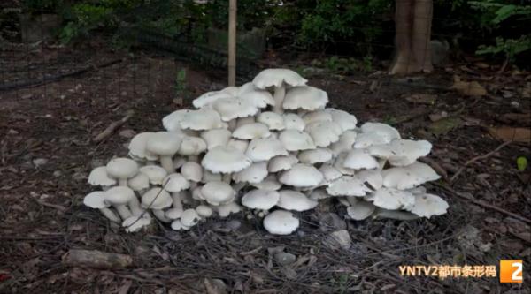 重约15公斤！云南一地又发现“巨型蘑菇”，味道……