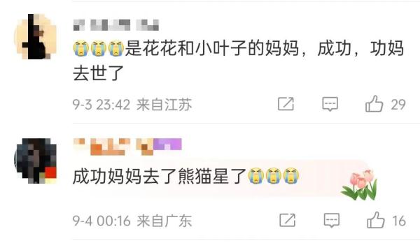 痛惜！大熊猫“花花”母亲离世，终年23岁