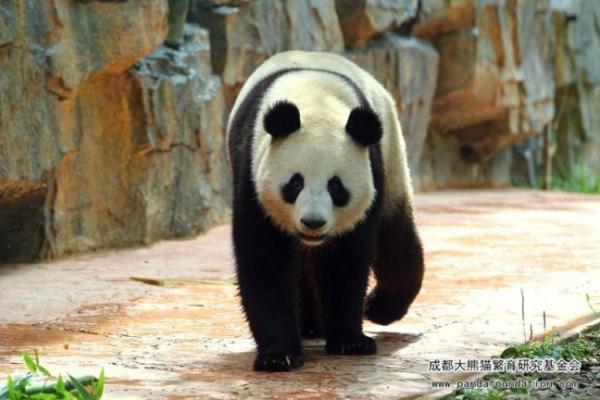 大熊猫“成功”猝然离世，网友伤心：“花花”没有妈妈了