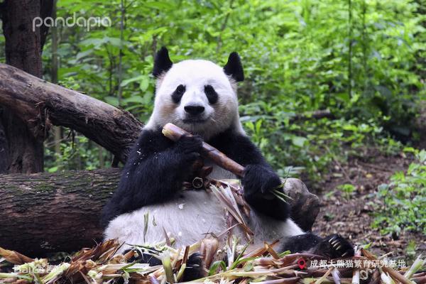 太突然!官方深夜通报:“成功”猝然离世,网友痛心:“花花”没有妈妈了 太突然!官方深夜通报:“成功”猝然离世,网友痛心:“花花”没有妈妈了