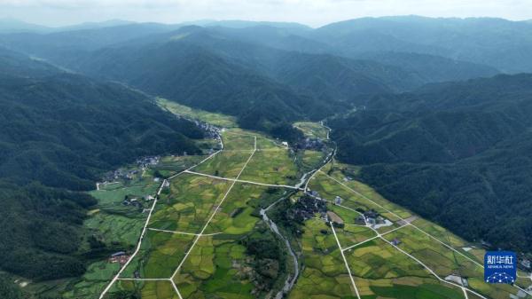 贵州锦屏:稻谷飘香 贵州锦屏:稻谷飘香