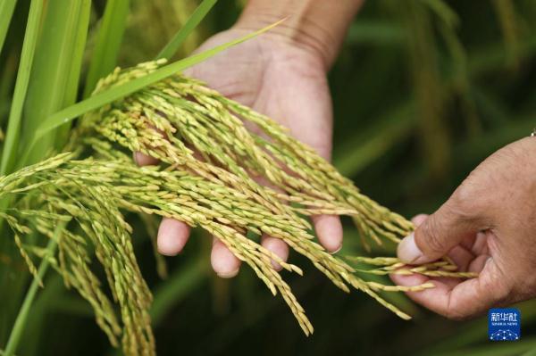 贵州锦屏:稻谷飘香 贵州锦屏:稻谷飘香