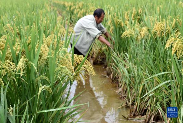 贵州锦屏:稻谷飘香 贵州锦屏:稻谷飘香