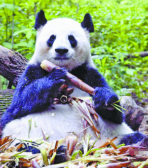 网红大熊猫“花花”的母亲离世