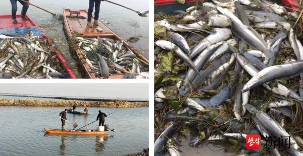 非法放生鲶鱼25000斤超八成均死亡造成渔业资源损害 被判赔偿用于生态修复