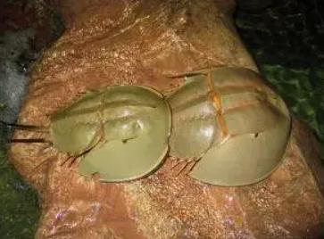 咦?蓝血大宝贝 咦?蓝血大宝贝