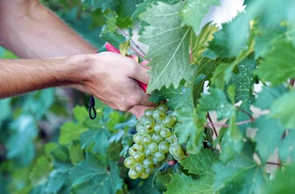 每挂重量大于往年最好纪录 法国香槟酒产区葡萄罕见丰收 每挂重量大于往年最好纪录 法国香槟酒产区葡萄罕见丰收