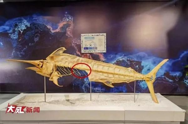 掰断博物馆“枪鱼”标本的男子找到了，博物馆回应→