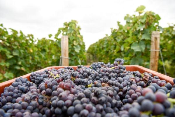 每挂重量大于往年最好纪录 法国香槟酒产区葡萄罕见丰收 每挂重量大于往年最好纪录 法国香槟酒产区葡萄罕见丰收