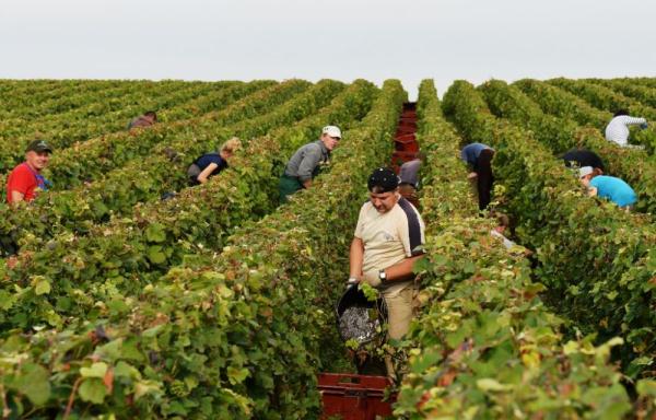 每挂重量大于往年最好纪录 法国香槟酒产区葡萄罕见丰收 每挂重量大于往年最好纪录 法国香槟酒产区葡萄罕见丰收