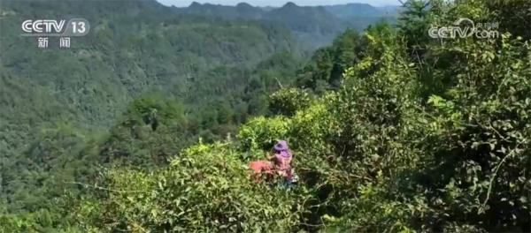 藤茶飘香采摘忙 特色产业形成全产业链条助增收 藤茶飘香采摘忙 特色产业形成全产业链条助增收