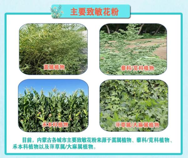 急诊超800人！山西、内蒙古多地突现“雷暴哮喘”，卫健部门回应