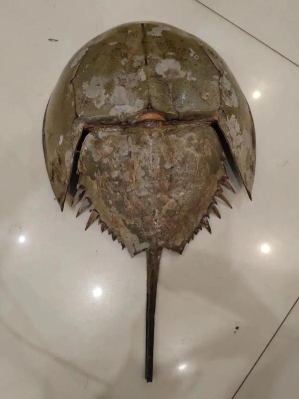 咦?蓝血大宝贝 咦?蓝血大宝贝