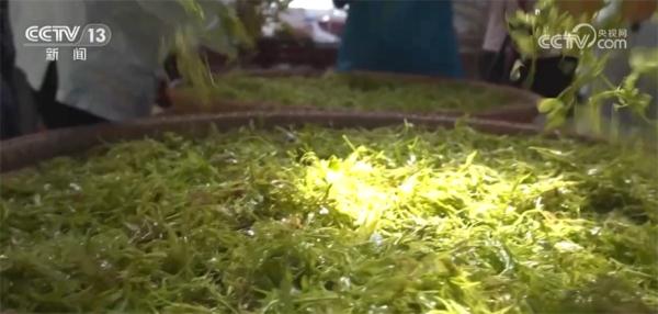 藤茶飘香采摘忙 特色产业形成全产业链条助增收 藤茶飘香采摘忙 特色产业形成全产业链条助增收