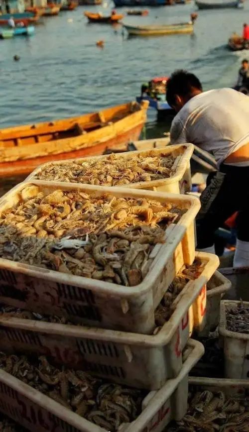 开海之后，价格下降！